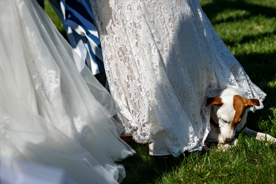 A dog laying under the brides wedding dress during the ceremony.